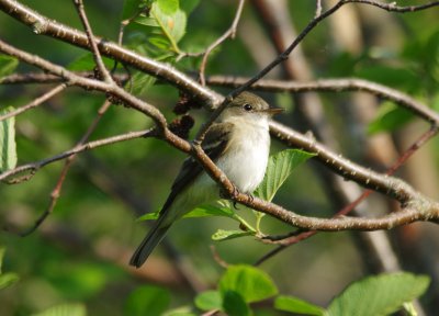 Alder flycatcher