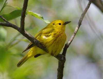 Yellow Warbler