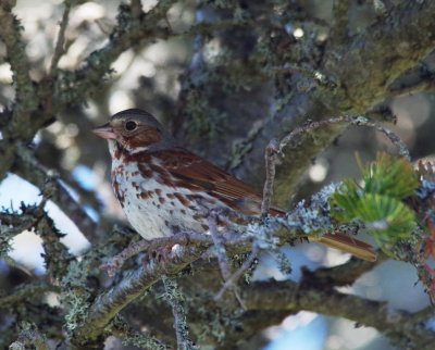 Fox sparrow
