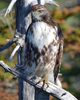 Red tailed hawk