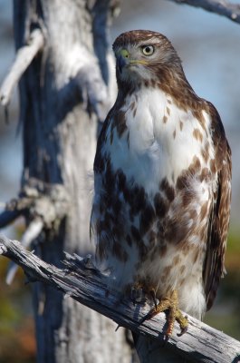 redtail_hawk