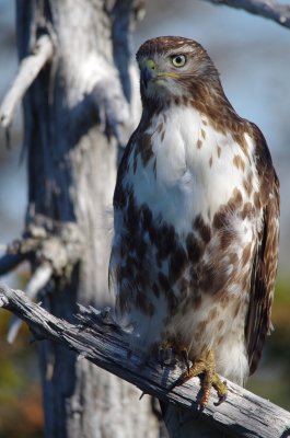 Red tailed hawk