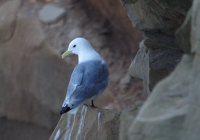 Black legged Kittiwake