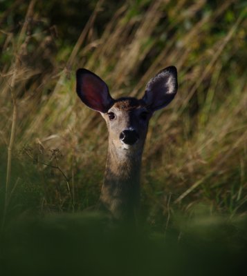 white tailed deer