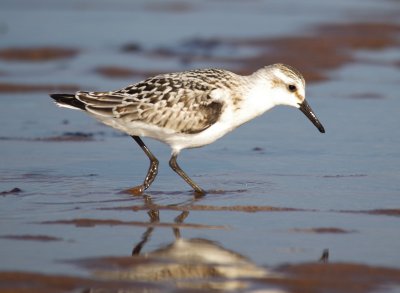 sanderlings