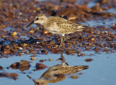 semipalmated sandpiper