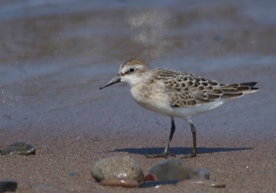 semipalmated_sandpipers