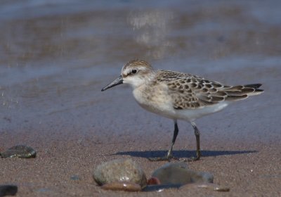 semipalmated sandpiper