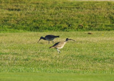 whimbrel