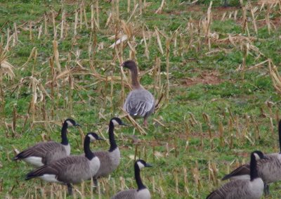 Pinkfooted goose