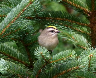 Golden crowned kinglet