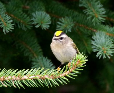 Golden crowned kinglet