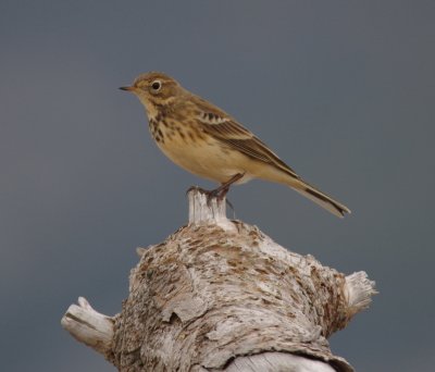 American pipit