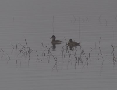 Ruddy duck