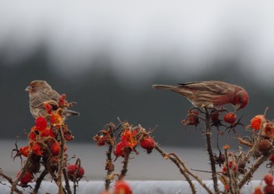 House finch