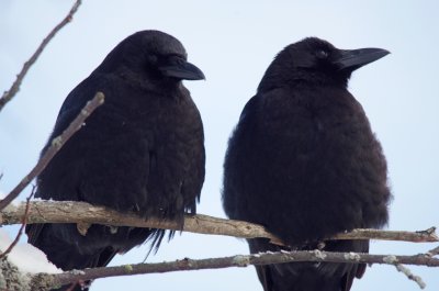 American Crow