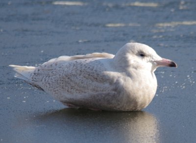 glaucus gull