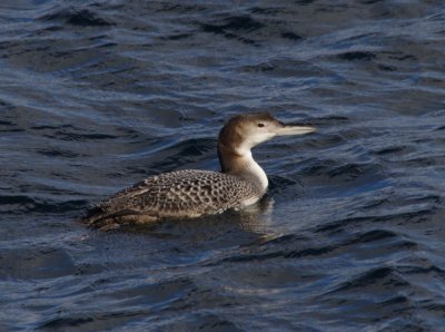 common loon