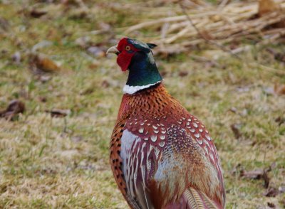 ringneck pheasant