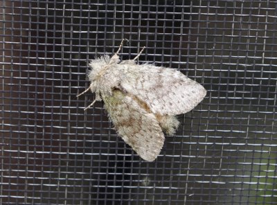 tussock moth