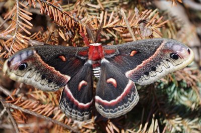 cercropia moth