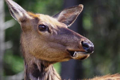 American Elk