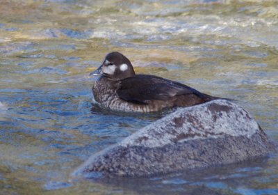 harlequin duck