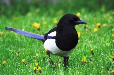 black billed magpie