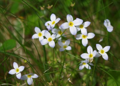 bluets