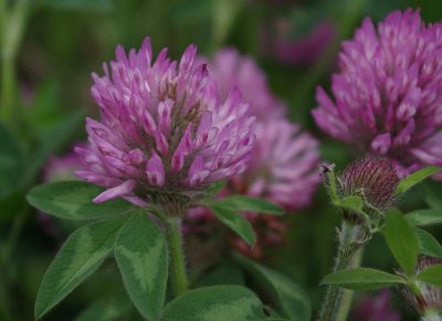 red clover