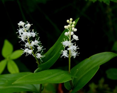 lily of the valley