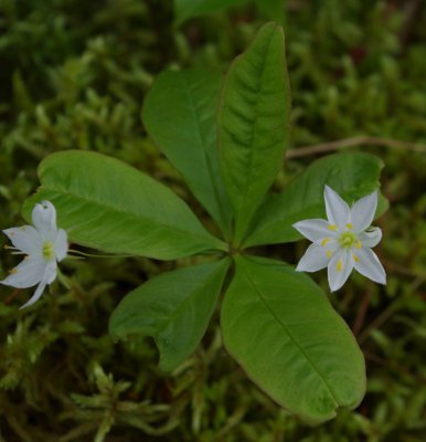 flora