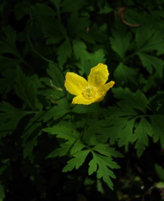 IMGP5411_1.jpg