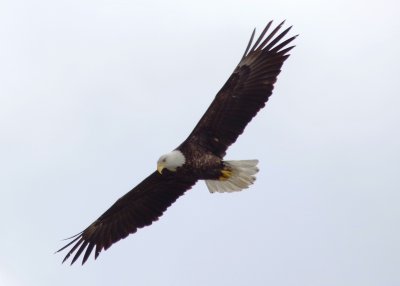 bald eagle