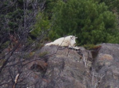 Mountain goat