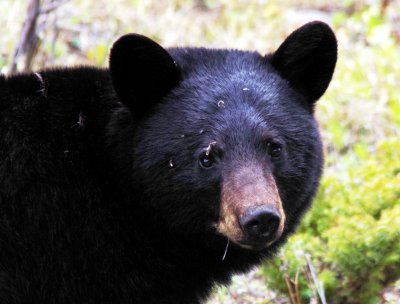 black bear