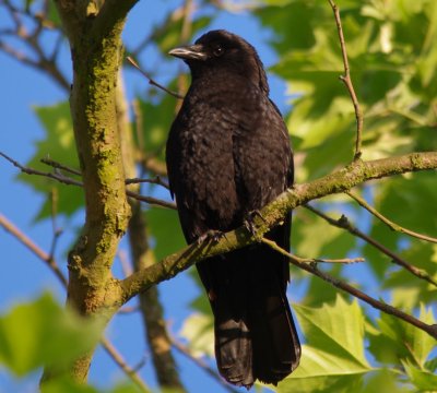 northwestern crow