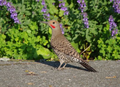 red shafted flicker