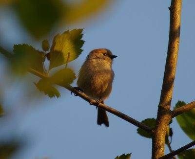 Bushtit