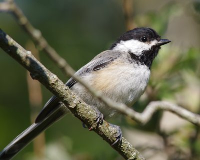 chick1.jpg
