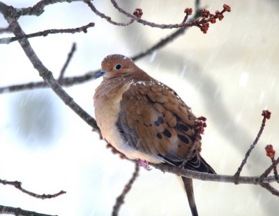 Mourning dove in storm