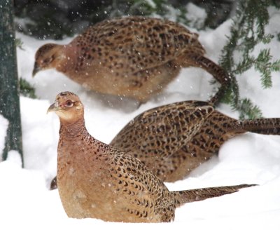 group of female pheasants during the storm