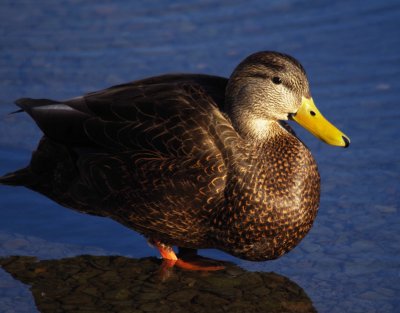 marsh_ducks