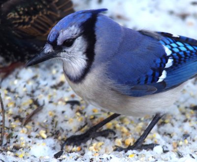 bluejay