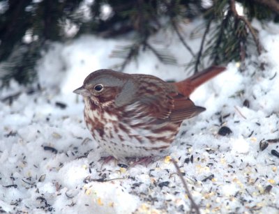 fox sparrow