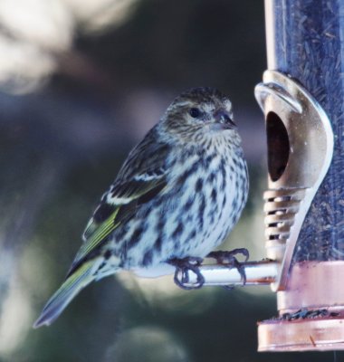 pine siskin