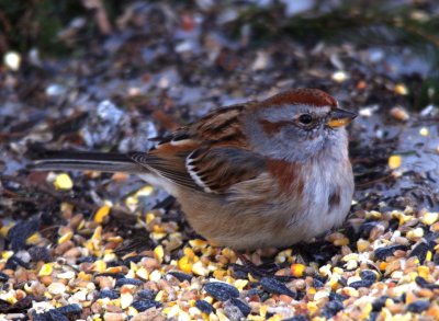 American tree sparrow