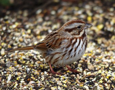 song sparrow