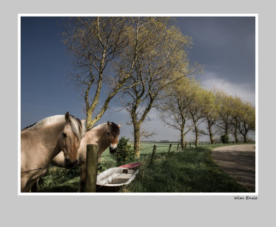 Horses on the dike