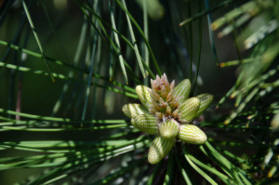 Size